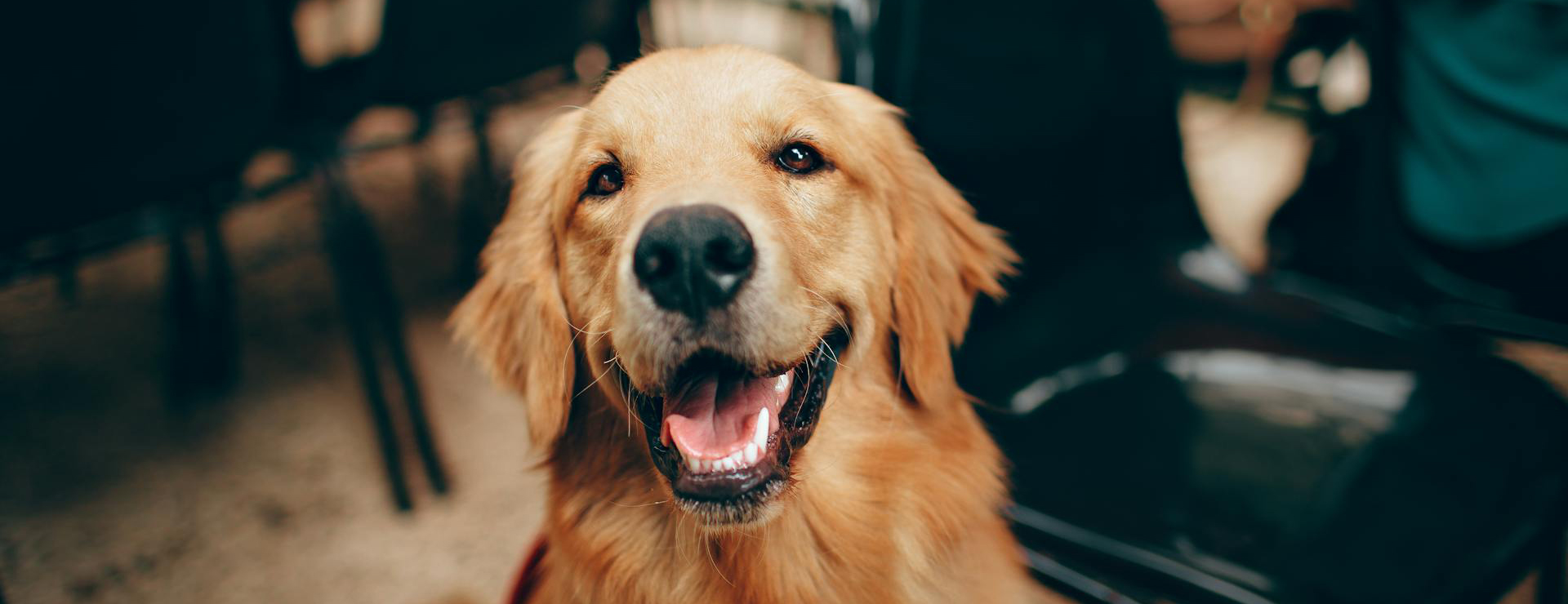 Haustierprodukte -Haustierprodukte pexels helenalopes 2253275